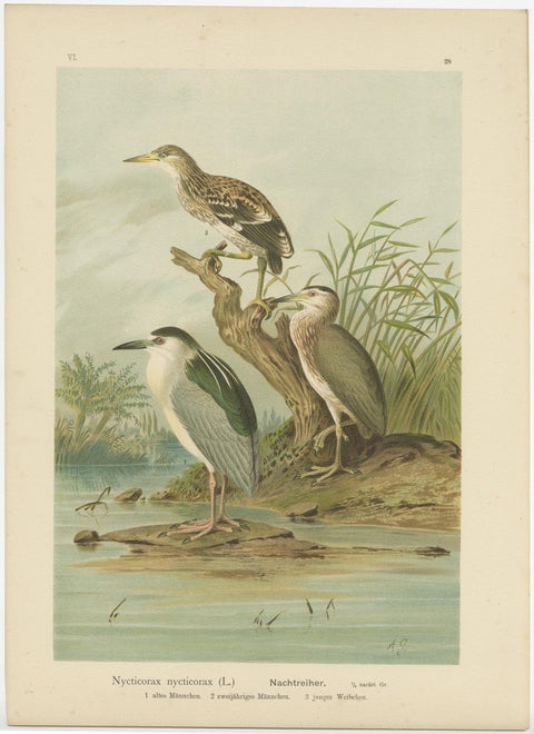 Antique Bird Print of the Black-Crowned Night Heron by Naumann, circa 1895, view 3