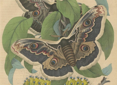 19th-Century Hand-Colored Lithograph of Giant Moths and Silkworm Life Cycle, close-up 2