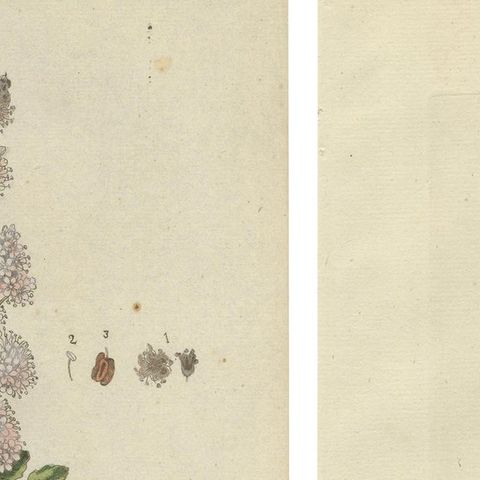 Set of 2 Antique Botany Prints - Rheum Rhapontieum & Rheum Palmatum, close-up 1