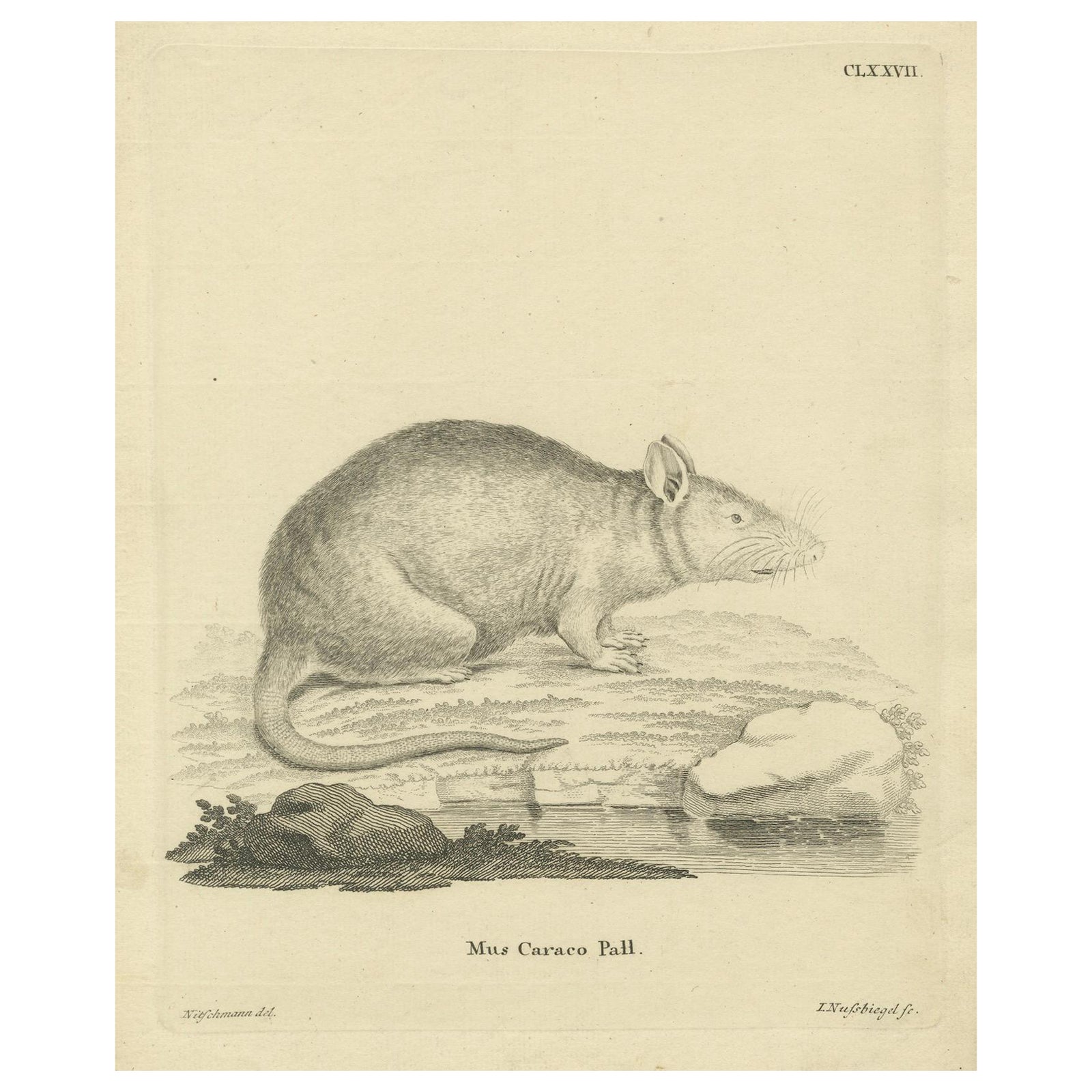 Antique Zoological Engraving of a Rodent, D.R. Nitschmann & J. Nußbiegel, c.1800