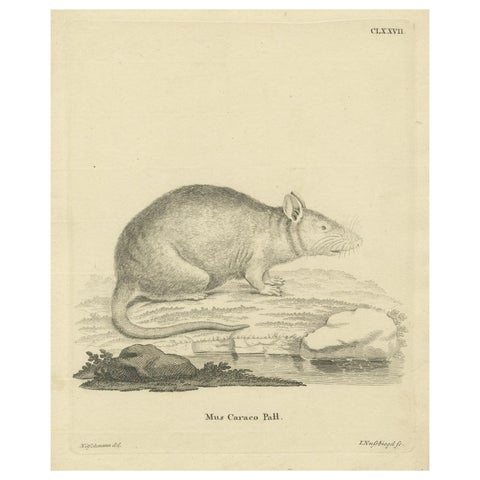 Antique Zoological Engraving of a Rodent, D.R. Nitschmann & J. Nußbiegel, c.1800