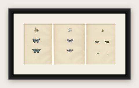 Winged Jewels of the Victorian Era: Hand-Colored Butterfly Masterpieces, 1890, shown framed