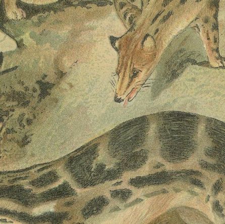 Linsangs, Rare Antique Asian Mammal Print, Victorian Zoology, 1894, close-up 6