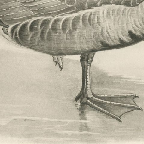 Grey Goose, Antique Bird Print after Lilian Medland, circa 1909, close-up 3