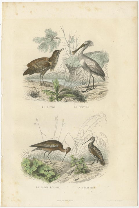 Set of 3 Antique Bird Prints of various Wading Birds and Seabirds (c.1850), view 3