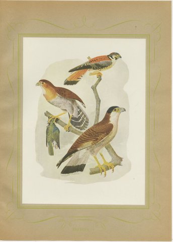 Falcons and Kestrels, Brazilian Bird Print, Descourtilz, 1944, view 2