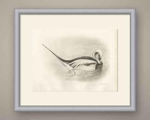 Long-Tailed Duck, Antique Bird Print after Lilian Medland, circa 1909, shown framed