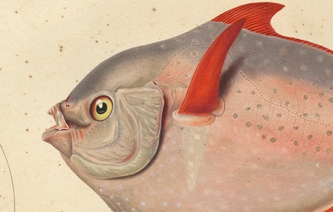 Old Fish Print Named Opah, Cravo, Moonfish, Kingfish or Jerusalem Haddock, 1842, close-up 2