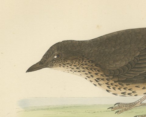 Thrush and Earthworm, Song Thrush Antique Bird Print, Morris, 1896, close-up 1