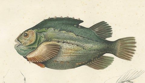 French Fish Illustration, Lumpsucker or Lumpfis, Hand-Colored Litho, 1845, close-up 3