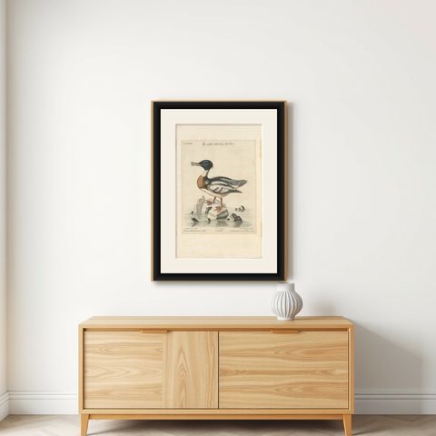 The Red-Breasted Merganser: Hand-Colored Engraving Published in c.1770, shown framed on a wall