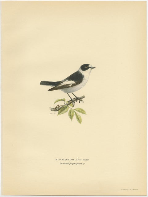 Original Old Bird Print Depicting the White-Collared Flycatcher, 1927, view 2