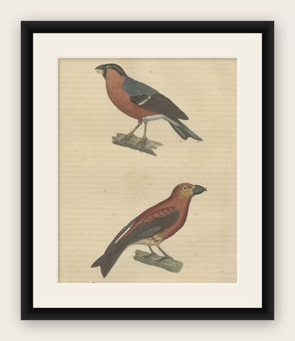 Old Hand-Colored Bird Print of a Bullfinch and a Common Crossbill, 1845, shown framed