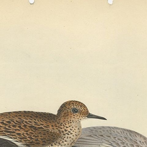 Antique Bird Print of The Sanderling by Gould, 1832, close-up 2