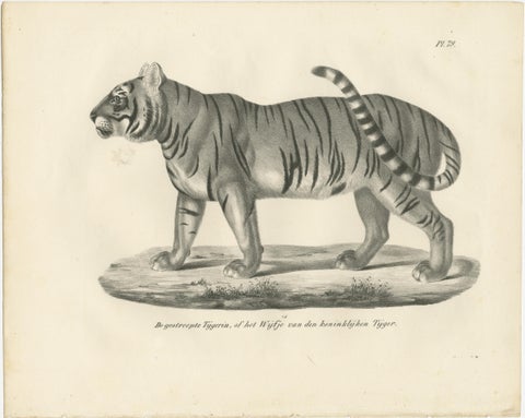19th-Century Lithograph of the Striped Tigress, Mate of the Royal Tiger, view 2