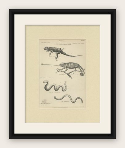 Pl. 3 Antique Print of Various Reptiles by Richardson, circa 1860, shown framed