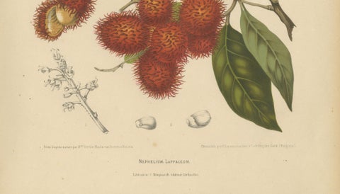 Original Antique Rambutan Botanical Chromolithograph by Hoola van Nooten, c.1880, close-up 4
