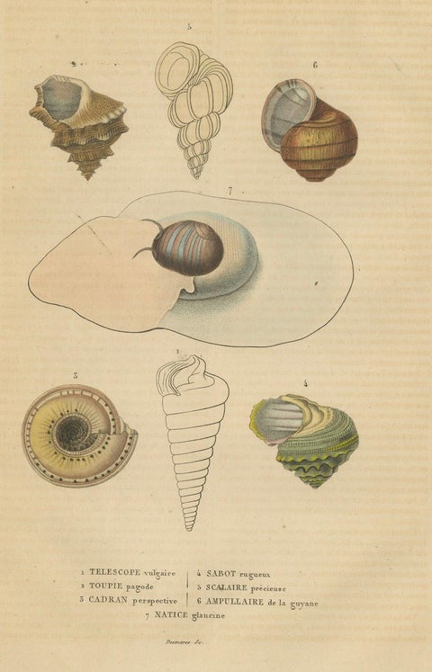 Shell Spectacular: A Collection of Mollusk Shells Engraved and Handcolored, 1845, close-up 4