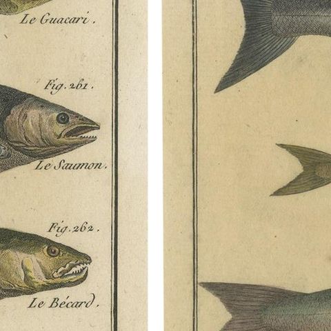 Natural History Engravings Compilation: Illustrations of Fish Species, 1790, close-up 4