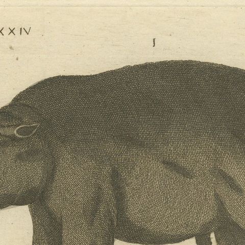 Antique Copperplate Engraving of Hippopotamus and Tapir by Bertuch, 1800, close-up 5