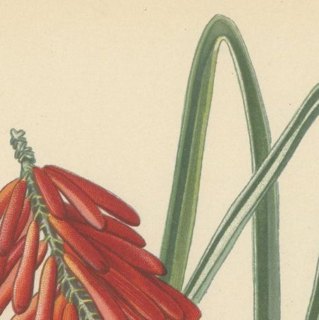 1897 Chromolithograph of the Flame Flower from Step's Botanical Collection, close-up 4