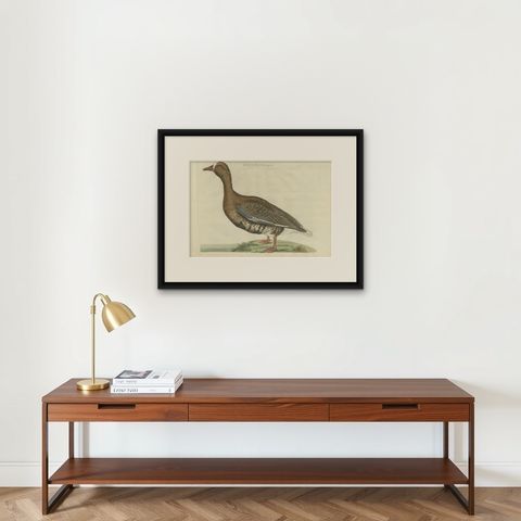Antique Bird Print of the Greater White-Fronted Goose by Sepp & Nozeman, 1797, shown framed on a wall
