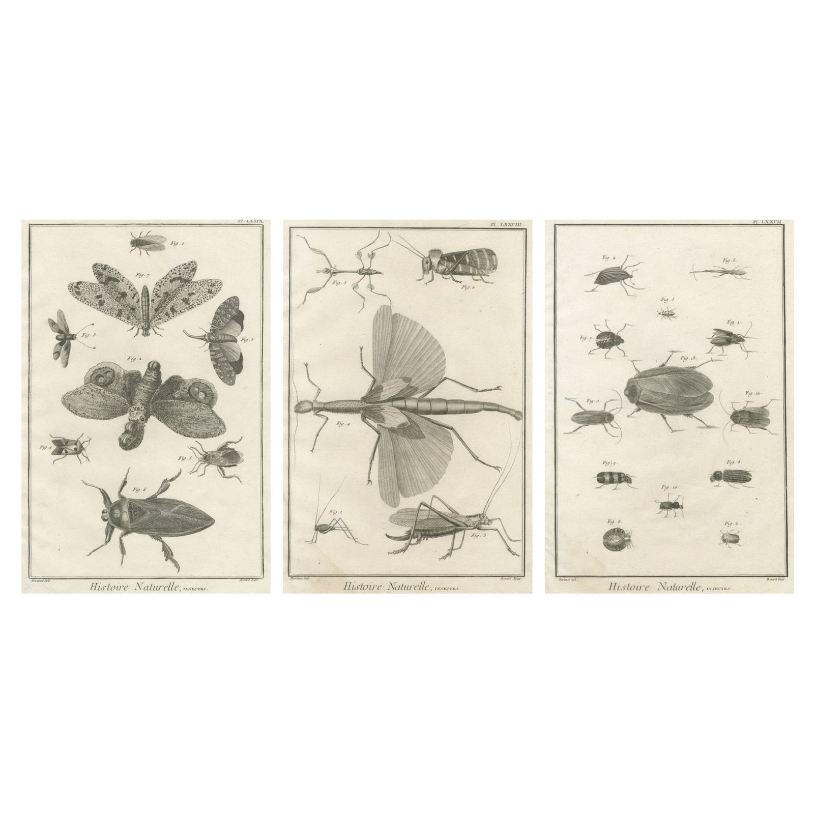 Set of Three Antique Engravings of Insects from Diderot’s Encyclopédie, ca. 1770