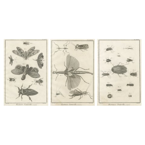 Set of Three Antique Engravings of Insects from Diderot’s Encyclopédie, ca. 1770