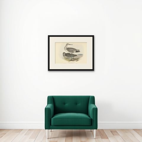 Antique Bird Print of the Semipalmated Sandpiper by Gould, 1832, shown framed on a wall