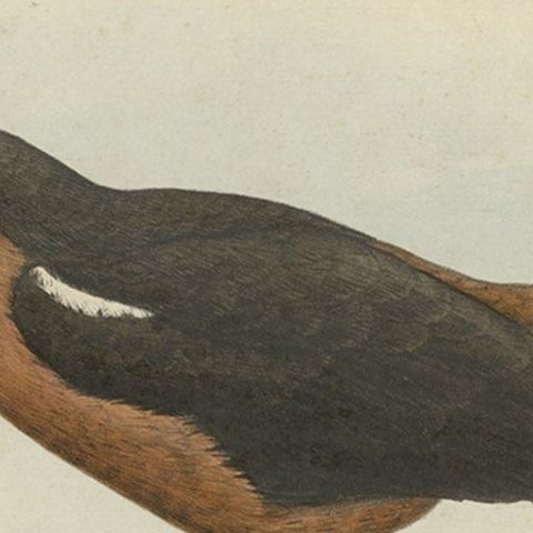 Old Bird Print of the Tahiti Sandpiper or Tahitian Sandpiper, 1854, close-up 2