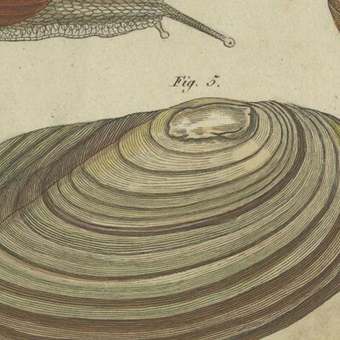 Exquisite 1805 Hand-Colored Engraving of Mollusks and Slugs from Bertuch’s Work, close-up 5