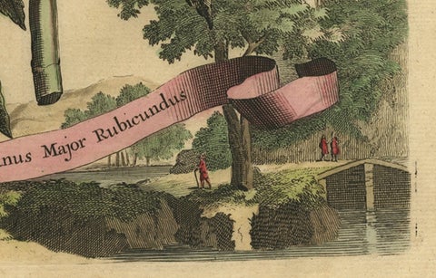 Botanical Illustration of the Castor Oil Plant (Ricinus communis), 1696, close-up 2