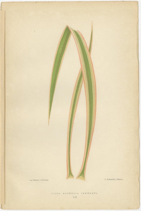 Variegated Elegance: A Study of Patterned Botanicals, Published in 1880, view 2