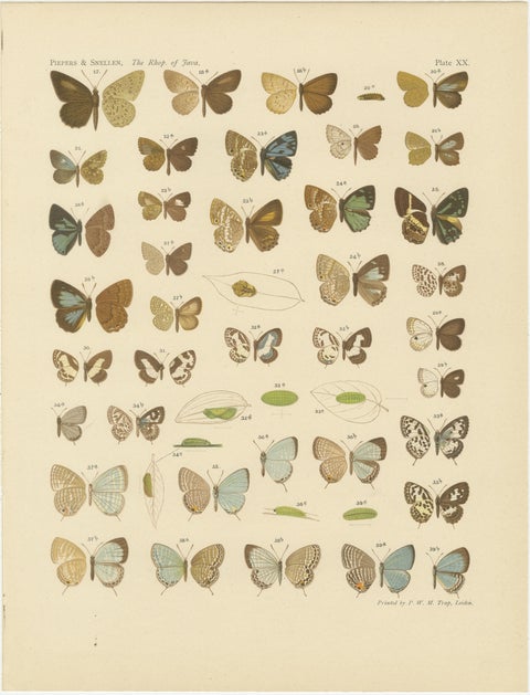 Javanese Butterflies, Three Antique Chromolithograph Plates, Java 1908–1910, view 3