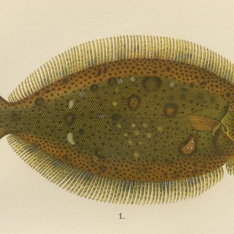 Flounder, Common Sole and Dab - Stunning Scandinavian Flatfish Lithograph, 1895, close-up 6