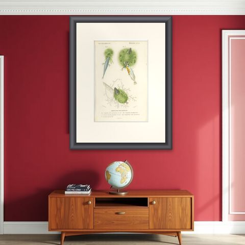 Antique Print of Stickleback Fishes, 1861, shown framed on a wall