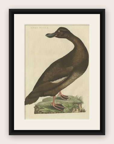 Antique Bird Print, Velvet Scoter Anas Fusca by Nozeman & Sepp, 1770, shown framed