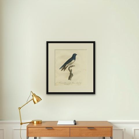 Large Antique Bird Print of a White Bellied Caribbean Martin, circa 1807, shown framed on a wall