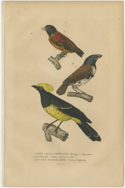 Antique Bird Print Showing A Sultan Tit, a Cuban Finch and a Magpie Mannikin, view 2