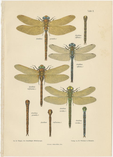 Dragonflies of Central Europe, Set of Three Color Lithographs, 1908, view 4