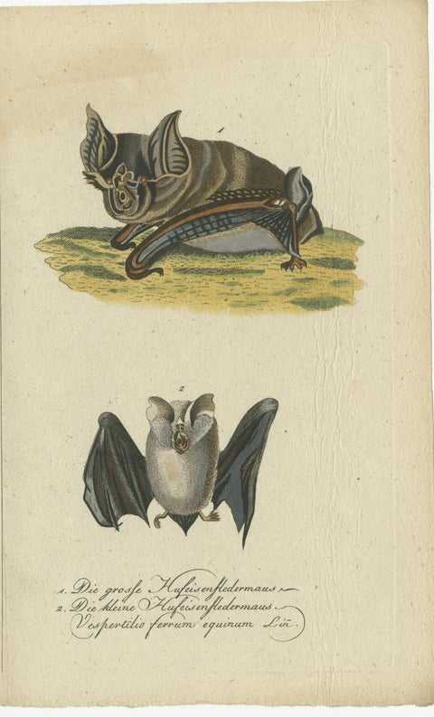 Whispers of the Night: Anatomical Elegance of Horseshoe Bats, 1775, view 2