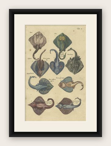 Stunning Decorative Original Antique Print of various Raja Fish Species, shown framed