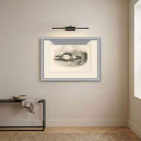 Shelduck and Ducklings, Antique Bird Print after Lilian Medland, circa 1909, shown framed on a wall