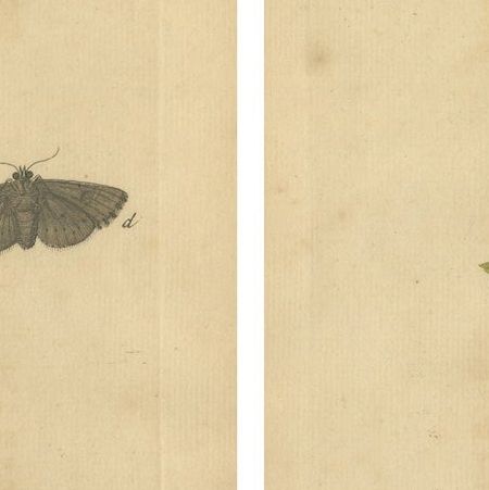 Antique English Moths & Caterpillars on Woodland Plants, Hand-Colored 1720, close-up 1