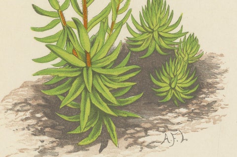 Yellow Saxifrage and Siberian Squill, Hand-Coloured Botanical Print, 1874, close-up 2
