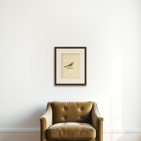 Beautiful Antique Bird Print of the Tawny Pipit, 1927, shown framed on a wall