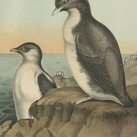 Antique Bird Print of a Young and Adult Temminck's Auk Made After D.G. Elliot, close-up 2