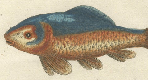Exotic Goldfish of China: An 18th-Century Hand-Colored Copper Engraving, c.1773, close-up 3