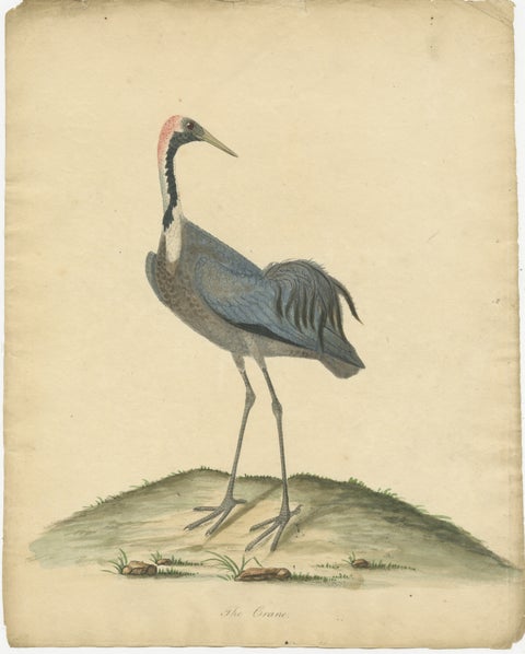 Original Antique Hand-colored Copperplate Engraving of a Crane, 1794, view 2