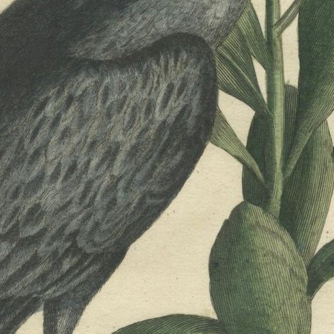 Hand-Colored Engraving of the American Crested Bittern by Seligmann, ca.1770, close-up 5